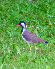 Vanellus indicus