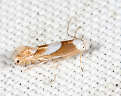 Phyllonorycter fitchella