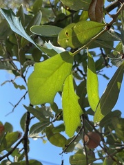 Disholcaspis cinerosa