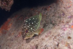 Epinephelus labriformis