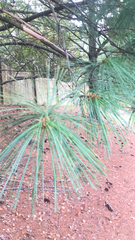 Pinus strobus
