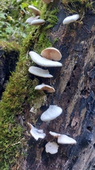 Crepidotus variabilis