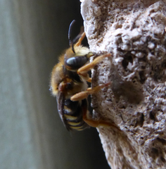 Rhodanthidium septemdentatum