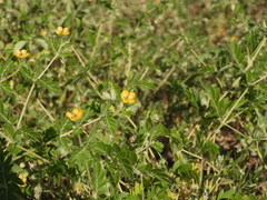 Kallstroemia parviflora