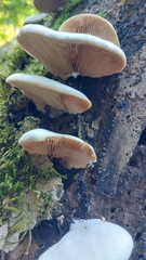 Crepidotus variabilis