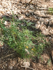 Sphaerophysa salsula