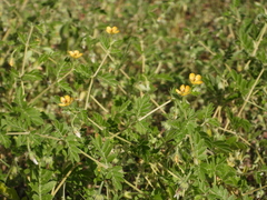 Kallstroemia parviflora