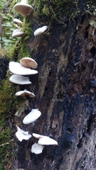 Crepidotus variabilis