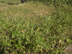 Kallstroemia parviflora