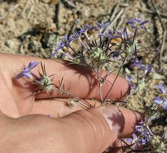 Eriastrum pluriflorum