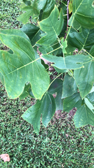 Liriodendron tulipifera