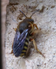 Rhodanthidium septemdentatum