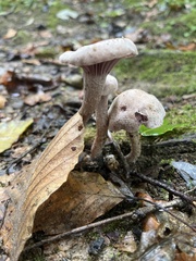 Lactarius chrysorrheus