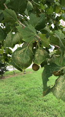Platanus occidentalis