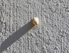 Bulimulus bonariensis