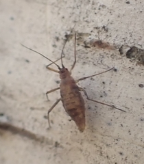 Euceraphis