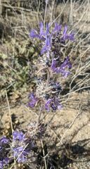 Salvia carduacea