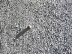 Bulimulus bonariensis