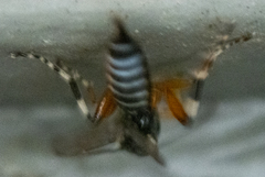 Itoplectis conquisitor