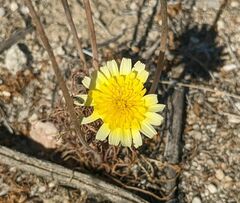 Malacothrix glabrata