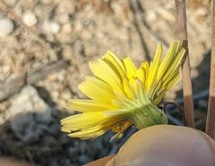 Malacothrix glabrata