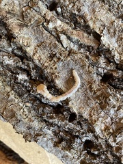 Chrysochroinae