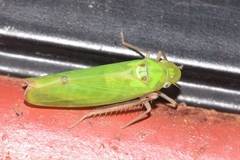 Cicadellinae