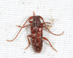 Eupogonius tomentosus