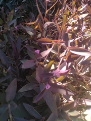 Tradescantia pallida
