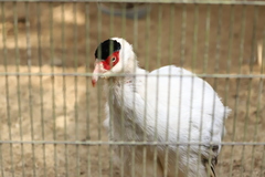 Crossoptilon crossoptilon