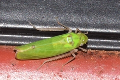 Cicadellinae