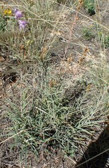 Penstemon pseudoputus