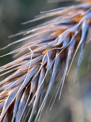 Elymus glabriflorus