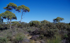 Eucalyptus pyriformis