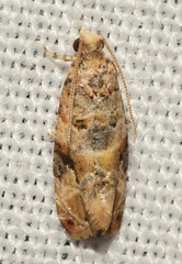 Lobesia botrana