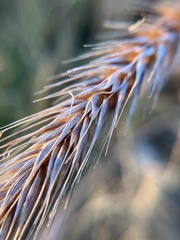 Elymus glabriflorus