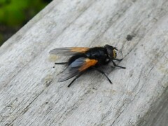 Mesembrina meridiana
