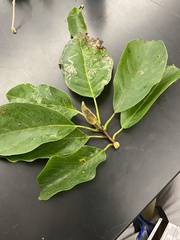 Phyllocnistis magnoliella