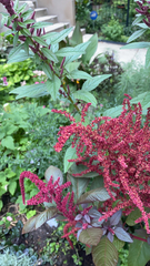 Amaranthus cruentus