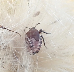 Carpocoris purpureipennis