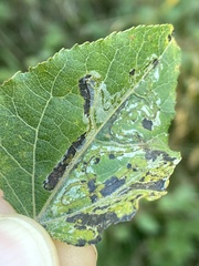 Phyllocnistis labyrinthella