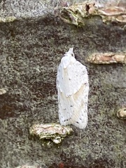 Acleris logiana