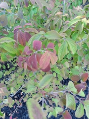 Viburnum rafinesqueanum