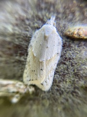 Acleris logiana