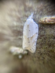 Acleris logiana