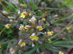Euphrasia minima