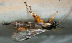 Itoplectis conquisitor