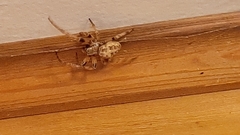 Larinioides patagiatus