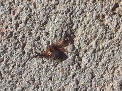 Xysticus texanus