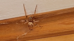 Larinioides patagiatus